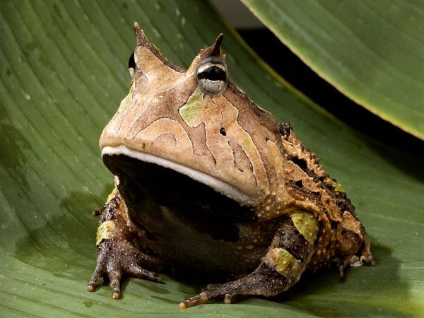 PB & Jason Issue 97: The Amazon Horned Frog Does Not Sell the 3DS XL